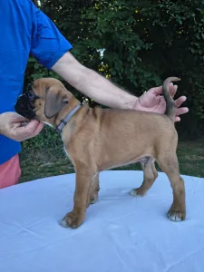 Német boxer - Joža Aishabox