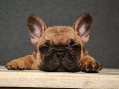 Bouledogue français - E. T. /reserved/