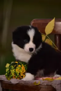Border Collie - Gingers Heritage Dream Of The Golden Homesteads