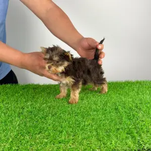 Yorkshire Terrier - Rocco