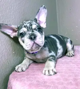 French Bulldog - Greg
