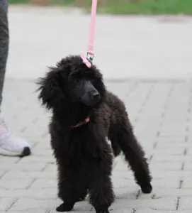 Poodle Miniature - Gina