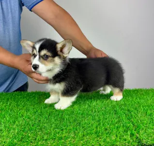 Corgi galez Pembroke - Rolly