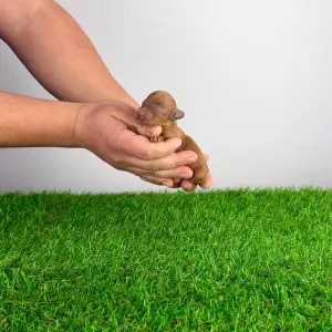 Caniche Toy - Felipo