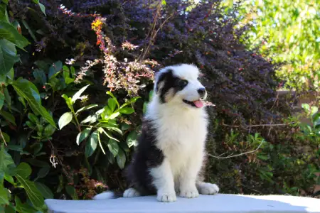 Australian Shepherd - Gladstone Aussies Killing It