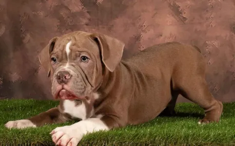 Amerikai Bully - Exotic - American Bully Hot & Top