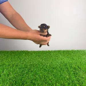 Yorkshire Terrier - Henky