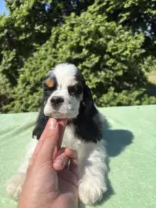 American Cocker Spaniel - Egyptian Lotus