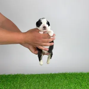 Australian Shepherd - Eldorado