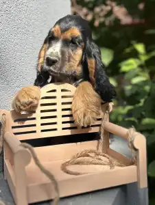 English Cocker Spaniel - Kephallénia Oceanus Memphisz