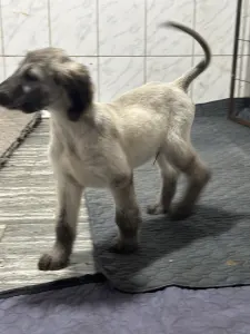 Afghanischer Windhund - Xavian