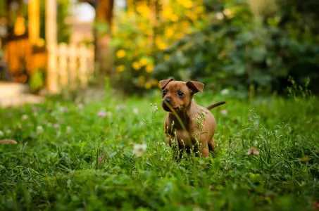 Kavapoo - Pinsch-bull Kennel