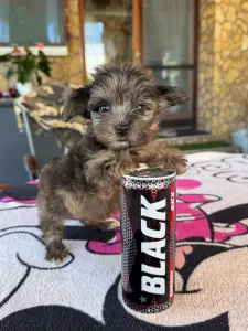 Maltipoo - Bebi