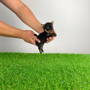 Yorkshire Terrier - Kiro