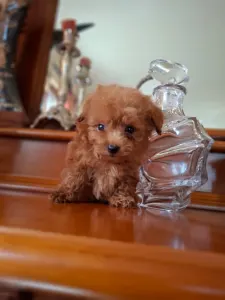 Maltipoo - Maltipoo Toy M