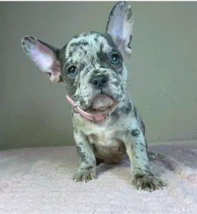 Francia bulldog - Megan