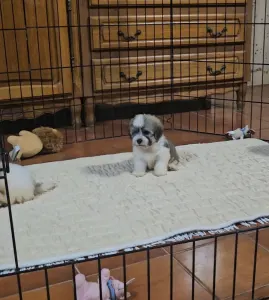 Havanese - Milo