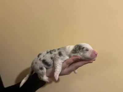 Border Collie - Gerániol 