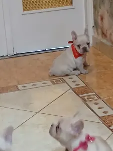 French Bulldog - Borbála