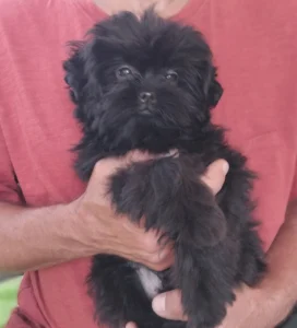 Affenpinscher - Gru