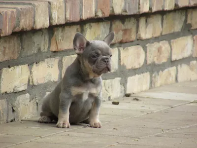 French Bulldog - Frida