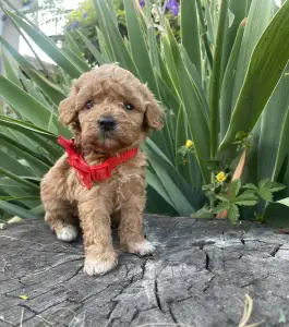 Maltipoo - Lulu 