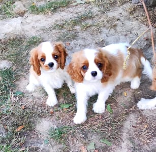 Cavalier King Čarles Španiel - Erdőszéli Ezüstcsillag