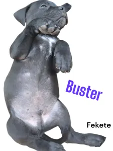 Кане-корсо - Buster