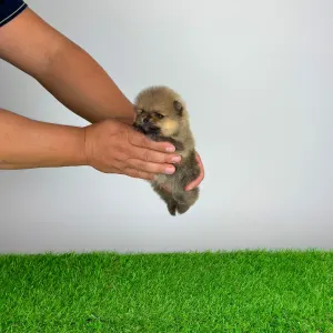 Pomeranian - Tio