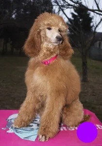 Poodle Standard - Jet’aime Charm