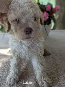 Lagotto Romagnolo - Lucia