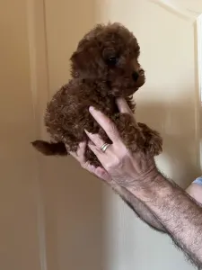 Poodle Toy - Poodle Toy F Red