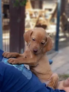 Hungarian Short-haired Vizsla - Becses Vadász Angyal