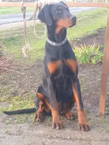 Dobermann - Josera
