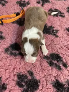 Border Collie - Narancs Nyakörv /barna Kan