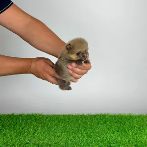 Pomeranian - Tio