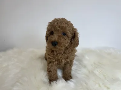 Poodle Miniature - Odett