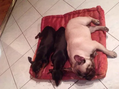 Kavapoo - Pinsch-bull Kennel
