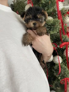 Yorkshire Terrier - Maurice