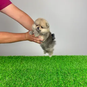 Pomeranian - Chan