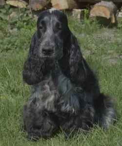 Angol Cocker spániel - Bethowen