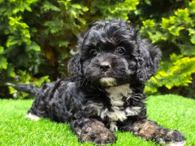 Cavapoo - Fonsi