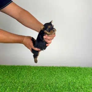 Yorkshire Terrier - Emio