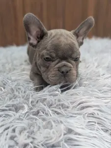 Francia bulldog - Richie