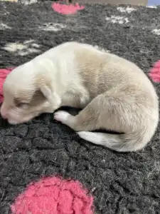 Border Collie - Blue