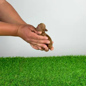 Pudel toy - Socke