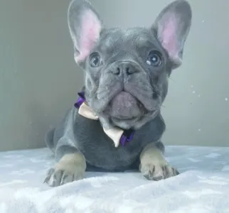 Bulldog francez - Victor