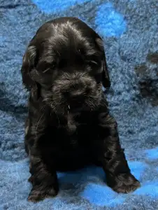 Angol Cocker spániel - Demona