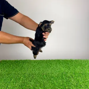Yorkshire Terrier - Blitzy