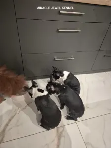 Boston Terrier - Miracle Jewel 